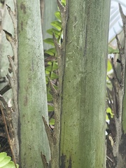 Butia capitata