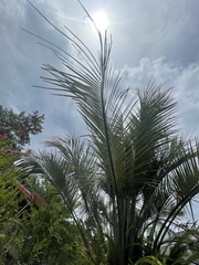Butia capitata