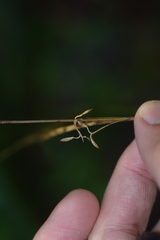 Costularia leucocarpa image