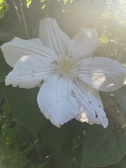 Clematis lanuginosa