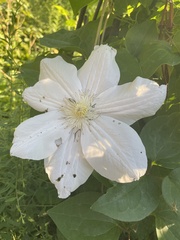 Clematis lanuginosa