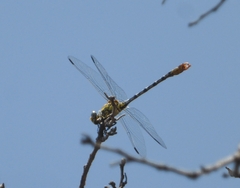 Onychogomphus forcipatus