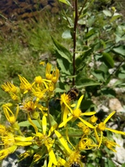 Senecio hercynicus