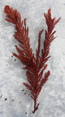 Odonthalia washingtoniensis