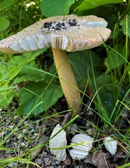 Amanita ceciliae