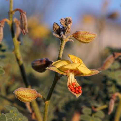 Image of Pomaria jamesii by (c) Andrew Tree, some rights reserved (CC BY)