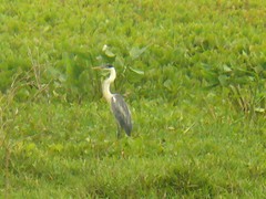 Ardea cocoi