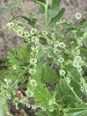 Cycloloma atriplicifolium