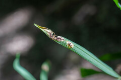 Tuberculina persicina