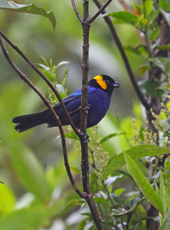 Yellow-scarfed Tanager (Iridosornis reinhardti)