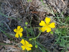 Potentilla crinita