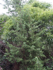 Juniperus rigida