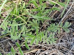 Potentilla crinita