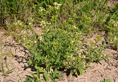 Stevia entreriensis