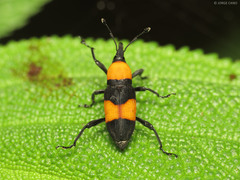 Rhodobaenus