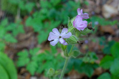 Microbotryum silenes-dioicae