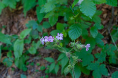 Microbotryum silenes-dioicae