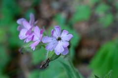 Microbotryum silenes-dioicae