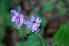 Microbotryum silenes-dioicae