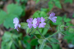 Microbotryum silenes-dioicae