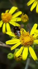 Deraeocoris ruber