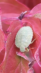 Palomena prasina