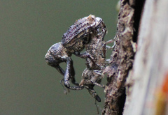 Orthorhinus