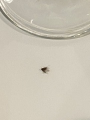 Pterygota