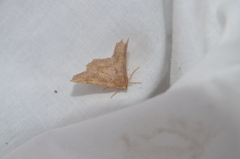 Euchlaena marginaria