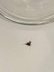 Pterygota