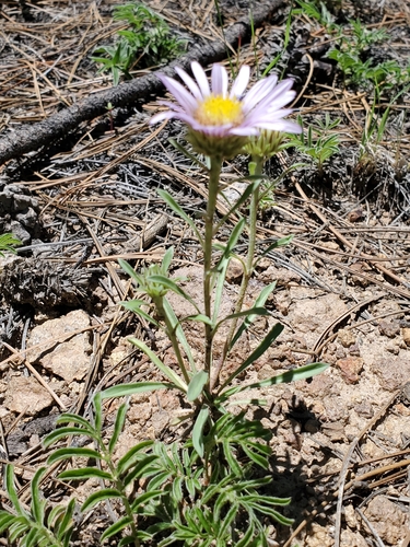 Image of Townsendia eximia by no rights reserved