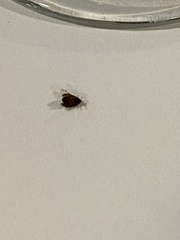Pterygota