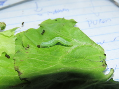 Ctenoplusia limbirena