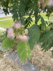 Albizia julibrissin