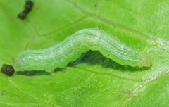 Ctenoplusia limbirena