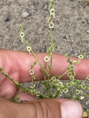 Cycloloma atriplicifolium