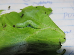 Ctenoplusia limbirena