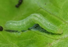 Ctenoplusia limbirena