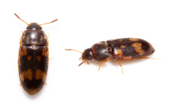Litargus connexus