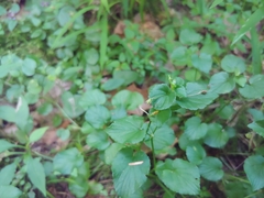 Rubus repens