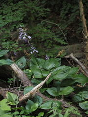 Hosta ventricosa