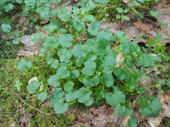 Rubus repens