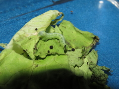 Ctenoplusia limbirena