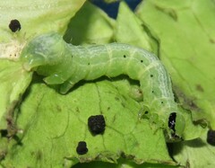 Ctenoplusia limbirena