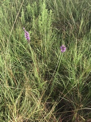 Liatris acidota