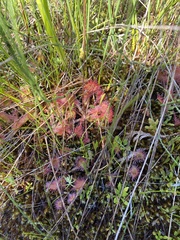 Drosera rotundifolia