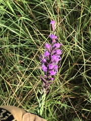 Liatris acidota