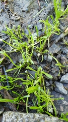 Limosella acaulis