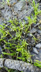 Limosella acaulis