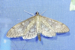 Anania lancealis